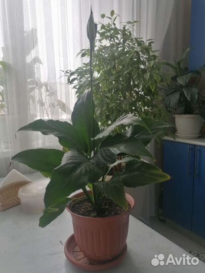 Спатифиллум - женское счастье