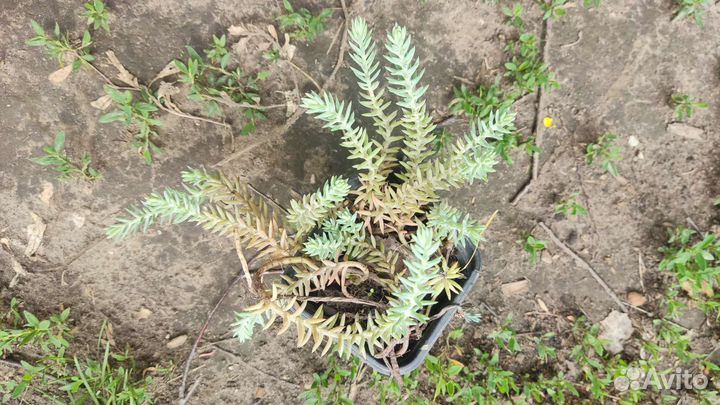 Почвопокровные растения