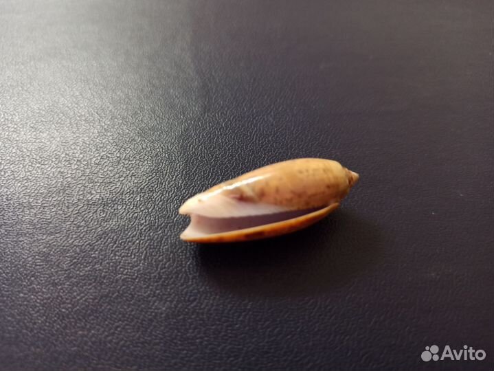 Морская раковина