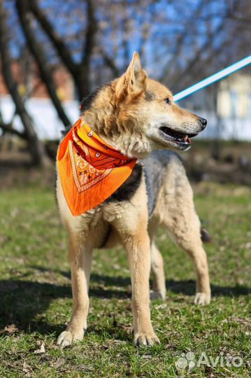 Собака в добрые руки, Феникс