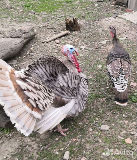 Индюшата широкогрудые домашние