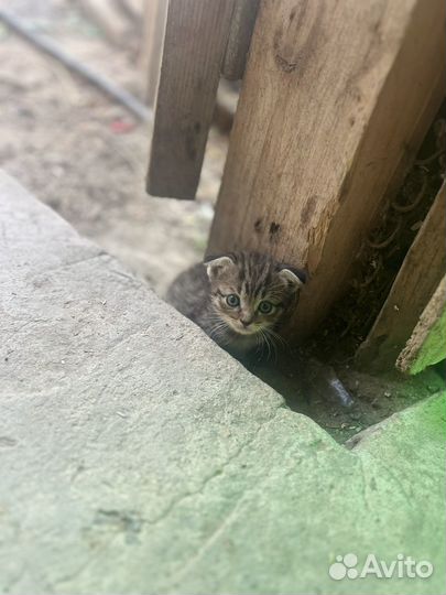 Отдам кота в добрые руки