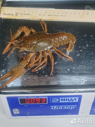 Живые и Вареные раки