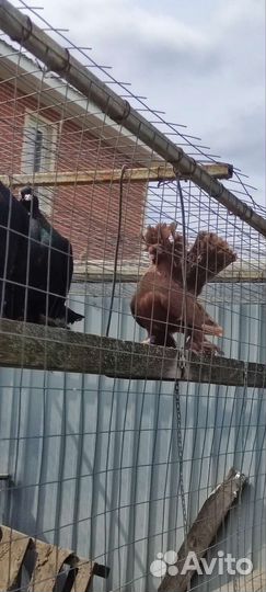 Голуби Павлины и Статные