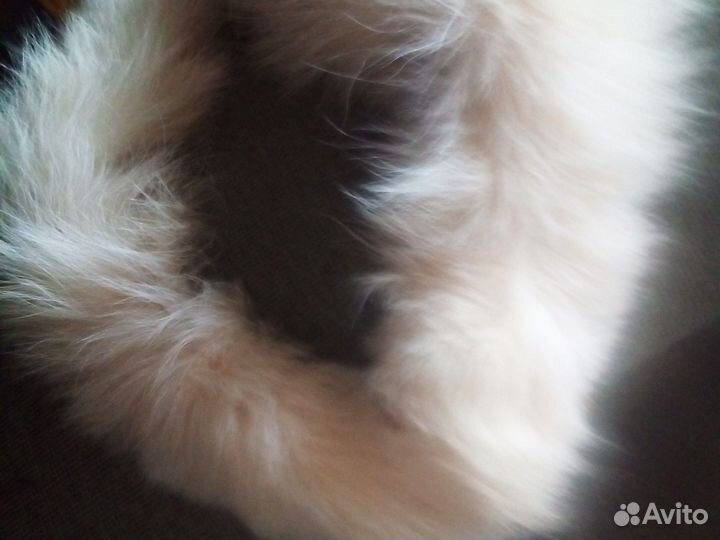 Меховой воротник песец