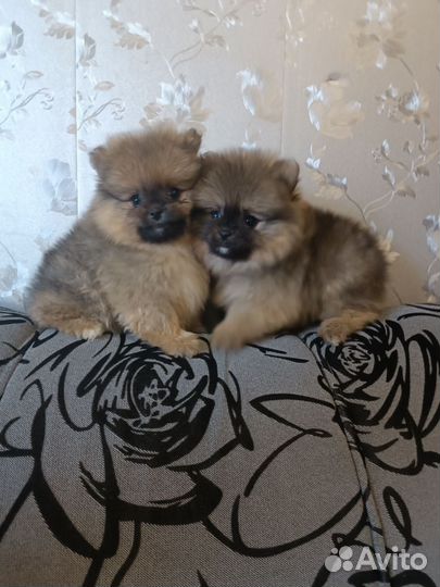 Девочки и мальчики