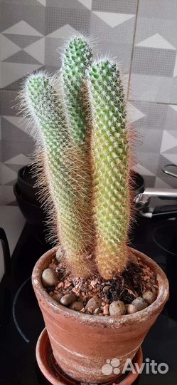 Кактусы и суккуленты