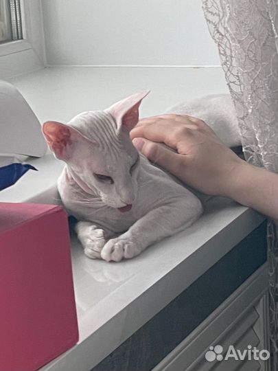 Сфинкс Петерболд,вязка