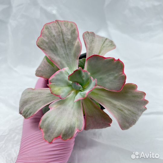 Суккуленты/ Эчеверии