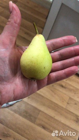 Груша
