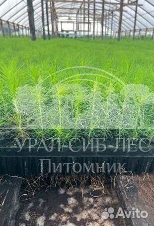 Предзаказ Голубая ель зкс сеянцы