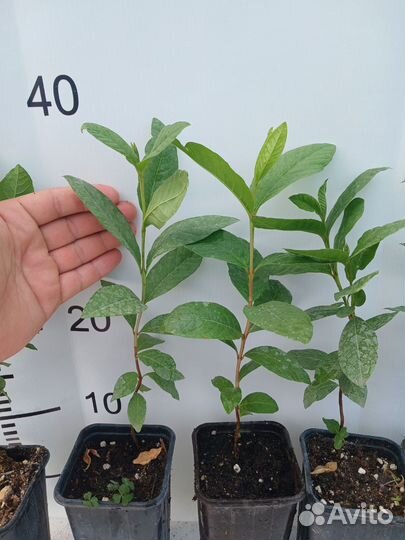 Гуава крупноплодная