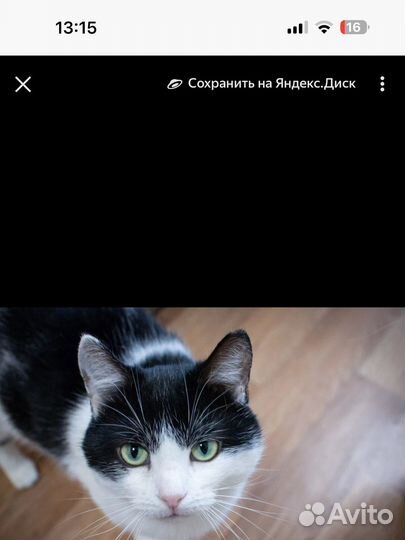 Безумно ласковый котик Бэтмен