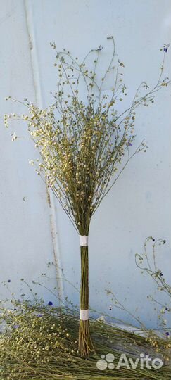 Сухоцветы для флористики