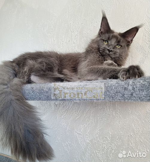 Котята породы Мейн-кун