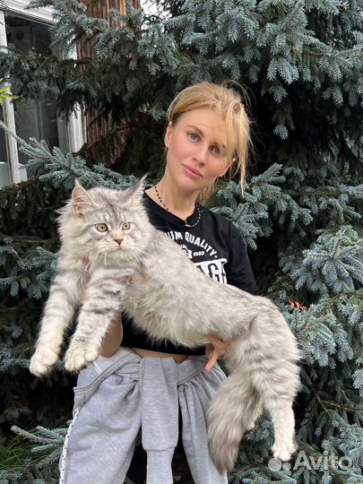 Кошка мейн-кун высокое серебро