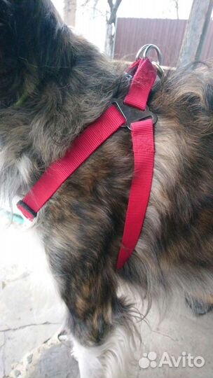 Шлейка для собаки