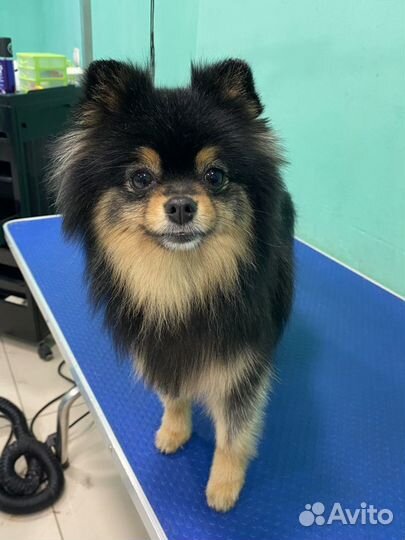 Груминг. Стрижка собак