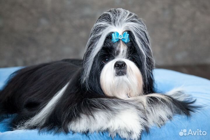 Ши-тцу вязка