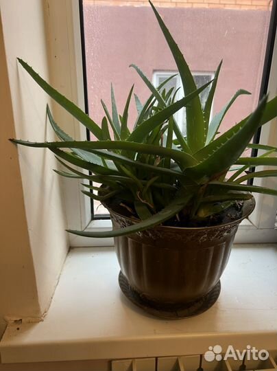 Алоэ лечебный