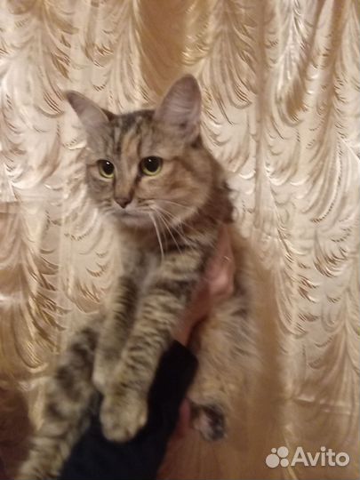 Отдам кошку