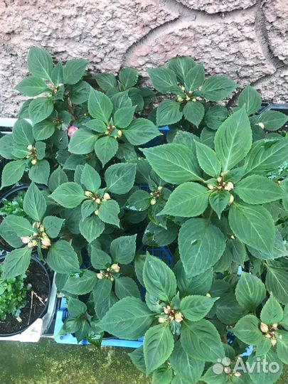 Бальзамин махровый (Ванька мокрый)