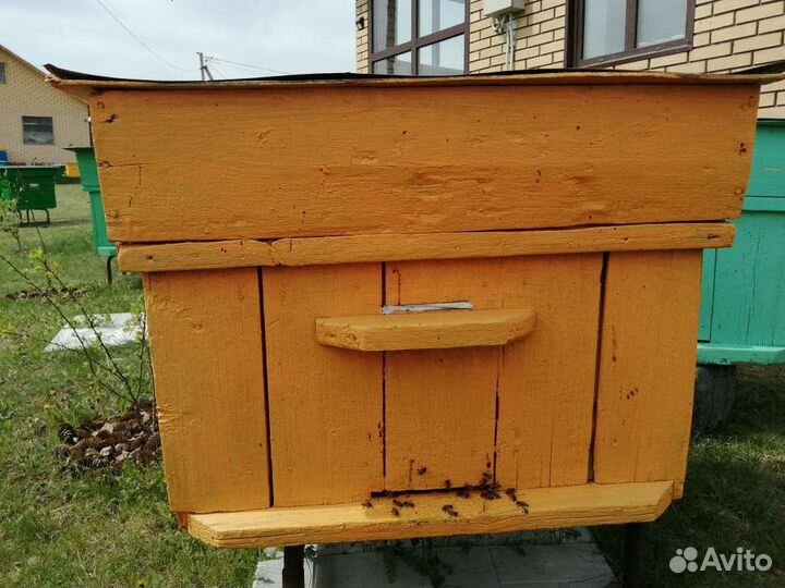 Продажа пчелосемьи
