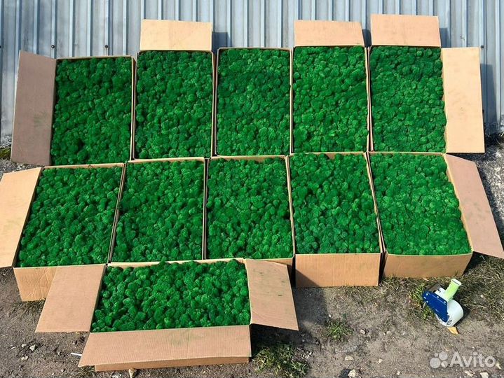 Мох стабилизированный ягель,кочка,пласты