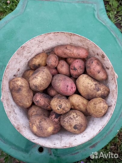 Продам картофель