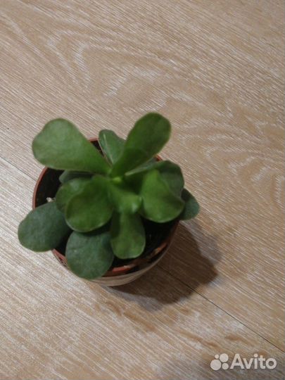 Суккуленты (разные виды)