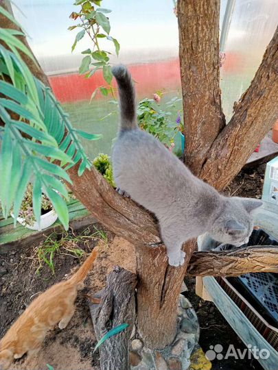 Кошка в дар