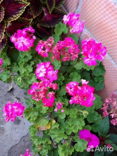 Пеларгония зональная (герань) - взрослые кусты