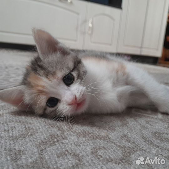Котенок трёхцветный