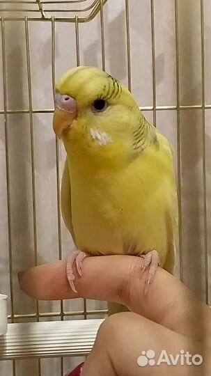 Волнистый попугай самец