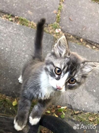 Очаровательный котёнок в добрые руки