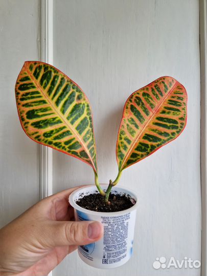 Монстера. Фикус. Кротон. Спатифиллум