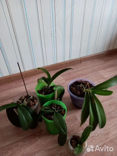 Орхидея фаленопсис