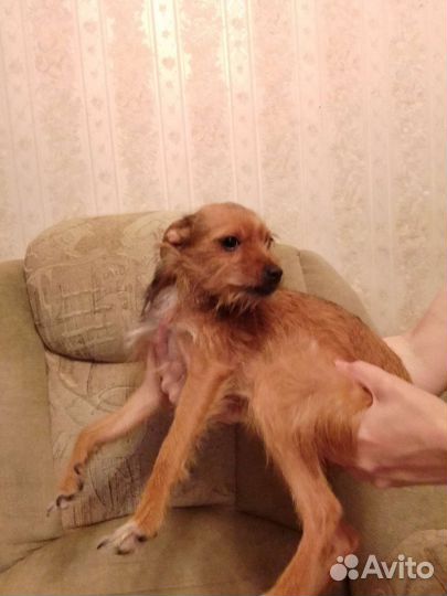 Щенки смесь мини тойчик и ёрк