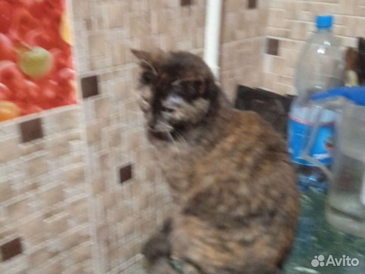 Кошечка подросшая в добрые руки