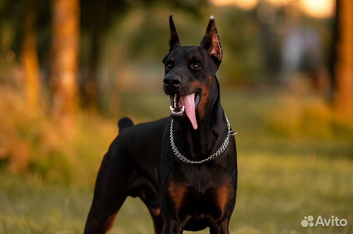 Доберман для фотосессии