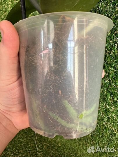 Орхидея пёстрый биглип