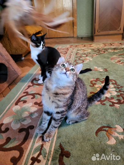 Кошечка 1 год