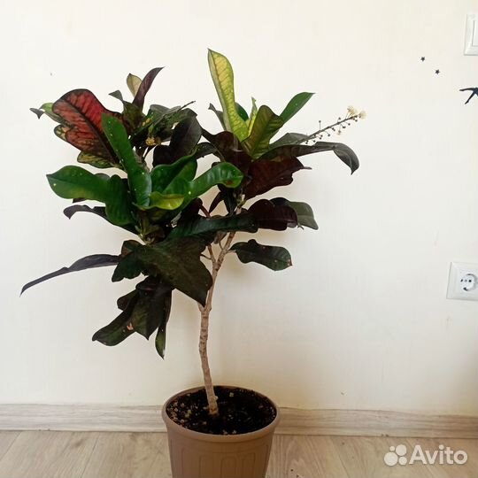 Кратон Вилма и Мамми, эпипремнум экзотика