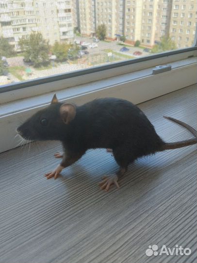 Девочки крыски в добрые руки