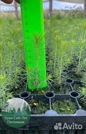Зкс Сосна сеянцы Ели Лиственницы окс Голуб Горная