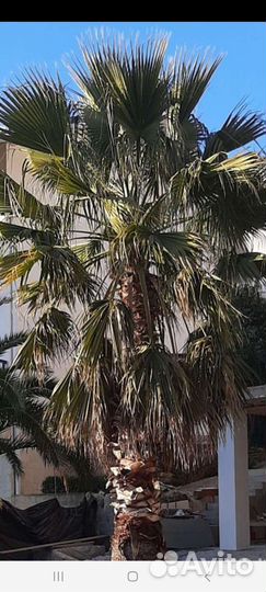 Семена пальмы вашингтонии