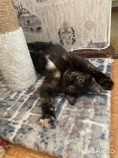 Луна ищет дом