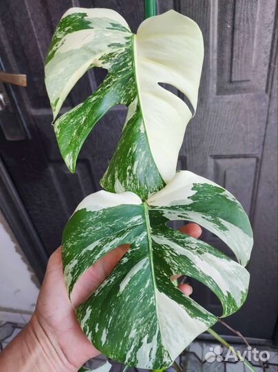 Монстера вариегатная альба