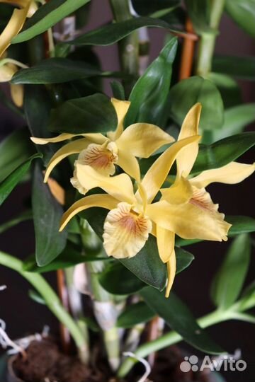 Орхидея Дендробиум stardust