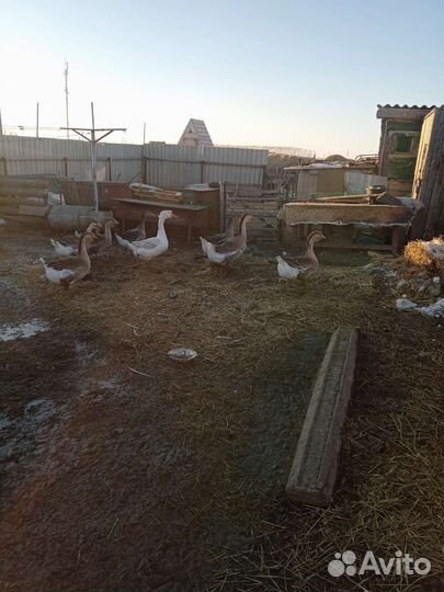 Мясо гуся,утки